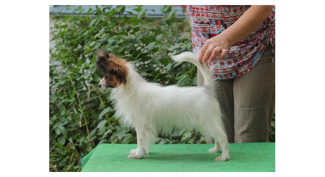 Щенки папийона (папильона) в питомнике Бон Плезир Щенки папийона (папильона) в питомнике Бон Плезир
