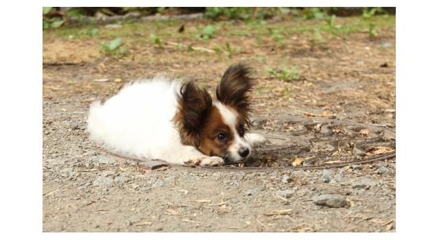 Щенки папийона (папильона) в питомнике Бон Плезир Щенки папийона (папильона) в питомнике Бон Плезир