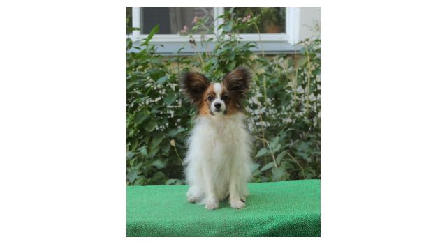 Щенки папийона (папильона) в питомнике Бон Плезир Щенки папийона (папильона) в питомнике Бон Плезир