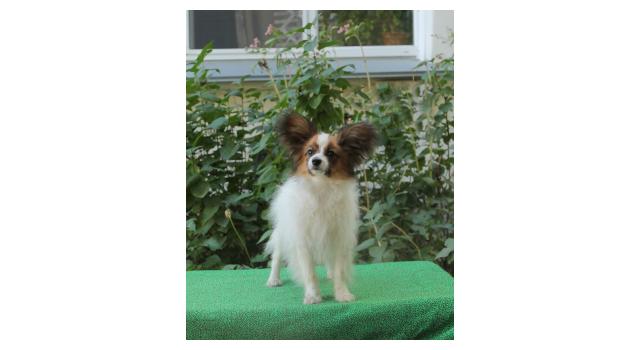 Щенки папийона (папильона) в питомнике Бон Плезир Щенки папийона (папильона) в питомнике Бон Плезир