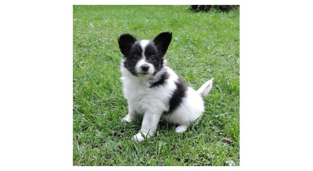 Щенки папийона (папильона) в питомнике Бон Плезир Щенки папийона (папильона) в питомнике Бон Плезир