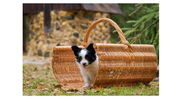 Щенки папийона (папильона) в питомнике Бон Плезир Щенки папийона (папильона) в питомнике Бон Плезир