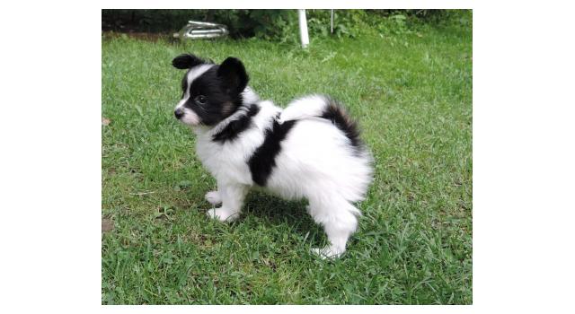 Щенки папийона (папильона) в питомнике Бон Плезир Щенки папийона (папильона) в питомнике Бон Плезир