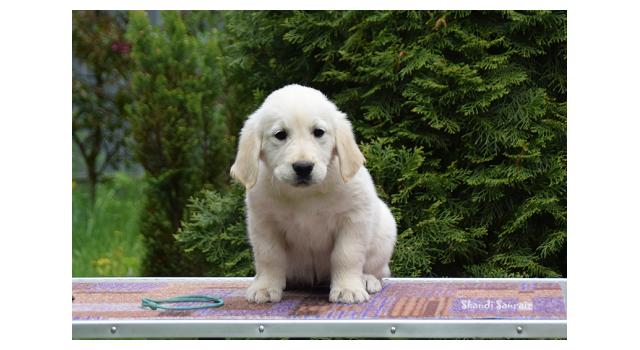 Puppies of papillon in Bon Plaisir Kennel Puppies of papillon in Bon Plaisir Kennel