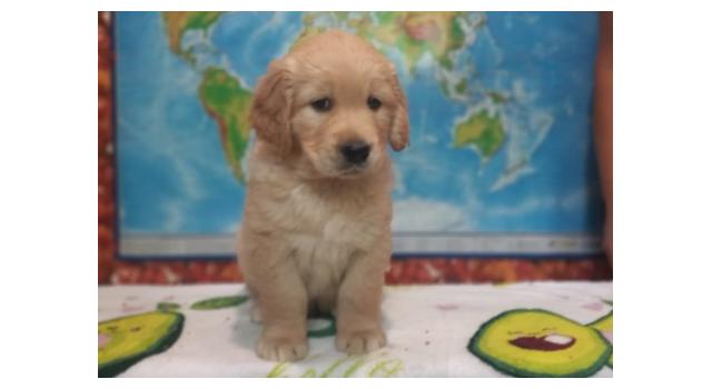 Щенки папийона (папильона) в питомнике Бон Плезир Щенки папийона (папильона) в питомнике Бон Плезир