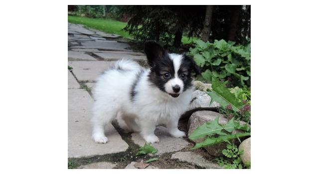 Щенки папийона (папильона) в питомнике Бон Плезир Щенки папийона (папильона) в питомнике Бон Плезир