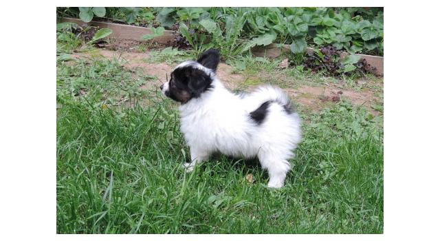 Щенки папийона (папильона) в питомнике Бон Плезир Щенки папийона (папильона) в питомнике Бон Плезир
