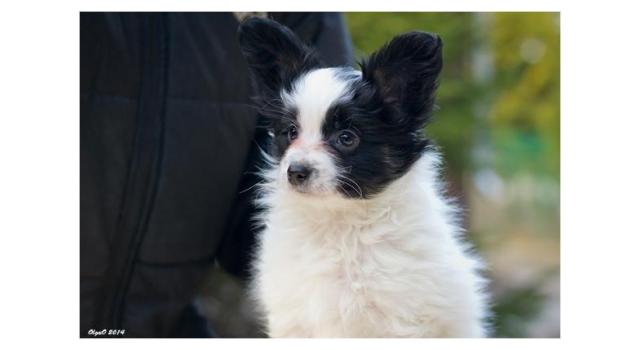 Щенки папийона (папильона) в питомнике Бон Плезир Щенки папийона (папильона) в питомнике Бон Плезир