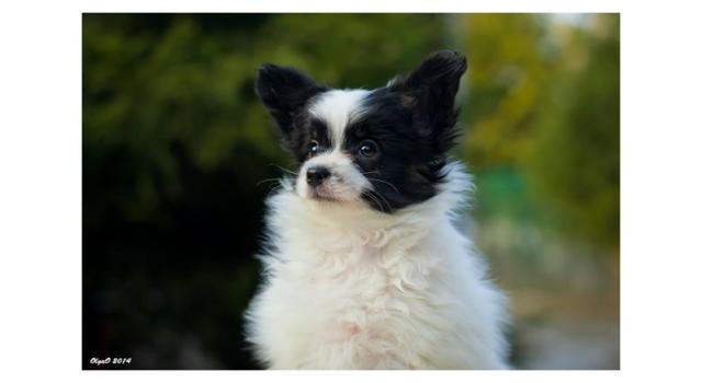 Щенки папийона (папильона) в питомнике Бон Плезир Щенки папийона (папильона) в питомнике Бон Плезир