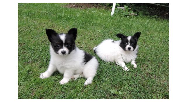 Щенки папийона (папильона) в питомнике Бон Плезир Щенки папийона (папильона) в питомнике Бон Плезир