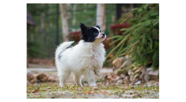 Щенки папийона (папильона) в питомнике Бон Плезир Щенки папийона (папильона) в питомнике Бон Плезир