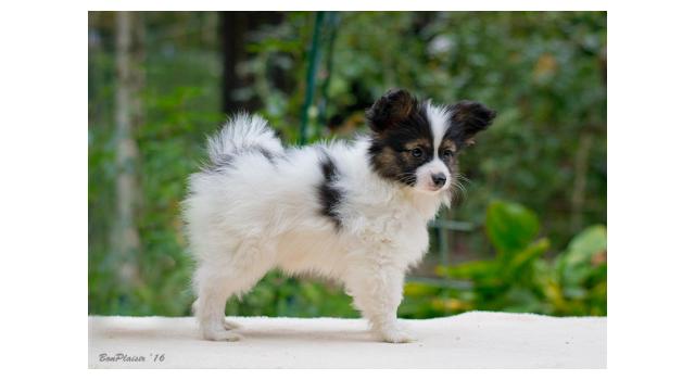 Щенки папийона (папильона) в питомнике Бон Плезир Щенки папийона (папильона) в питомнике Бон Плезир