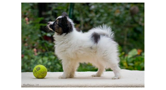 Щенки папийона (папильона) в питомнике Бон Плезир Щенки папийона (папильона) в питомнике Бон Плезир