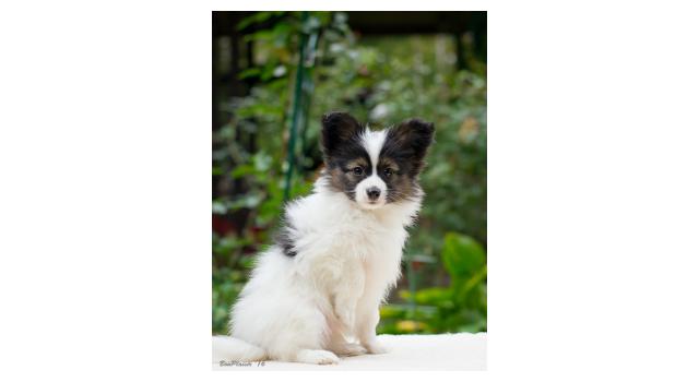 Щенки папийона (папильона) в питомнике Бон Плезир Щенки папийона (папильона) в питомнике Бон Плезир