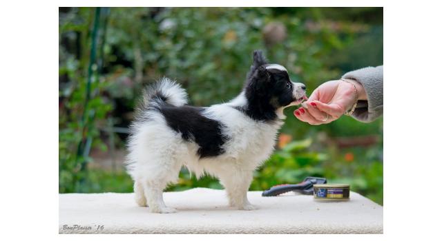 Щенки папийона (папильона) в питомнике Бон Плезир Щенки папийона (папильона) в питомнике Бон Плезир