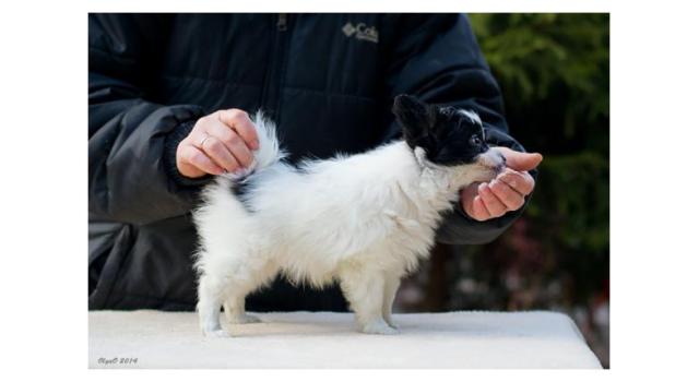 Щенки папийона (папильона) в питомнике Бон Плезир Щенки папийона (папильона) в питомнике Бон Плезир