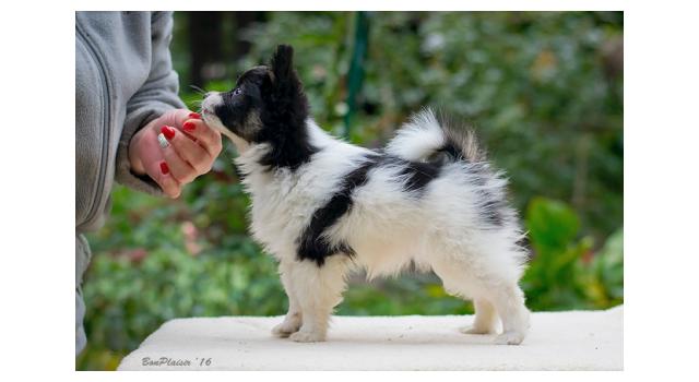 Щенки папийона (папильона) в питомнике Бон Плезир Щенки папийона (папильона) в питомнике Бон Плезир