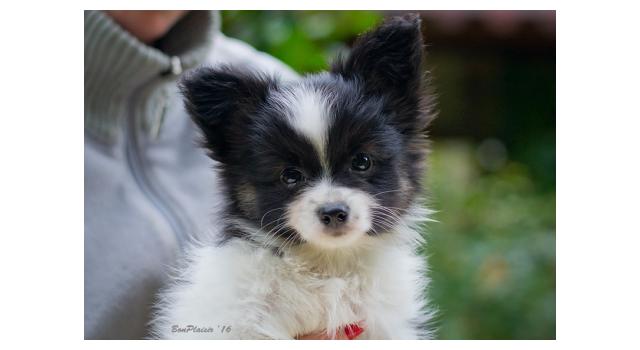 Щенки папийона (папильона) в питомнике Бон Плезир Щенки папийона (папильона) в питомнике Бон Плезир