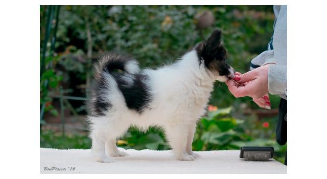 Щенки папийона (папильона) в питомнике Бон Плезир Щенки папийона (папильона) в питомнике Бон Плезир