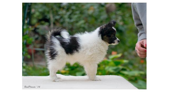 Щенки папийона (папильона) в питомнике Бон Плезир Щенки папийона (папильона) в питомнике Бон Плезир