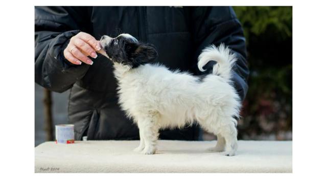 Щенки папийона (папильона) в питомнике Бон Плезир Щенки папийона (папильона) в питомнике Бон Плезир