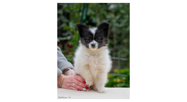 Щенки папийона (папильона) в питомнике Бон Плезир Щенки папийона (папильона) в питомнике Бон Плезир