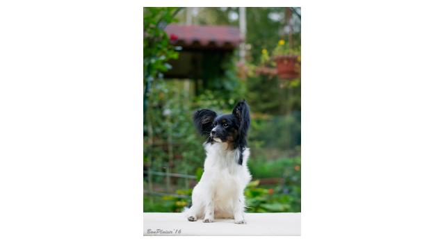 Puppies of papillon in Bon Plaisir Kennel Puppies of papillon in Bon Plaisir Kennel