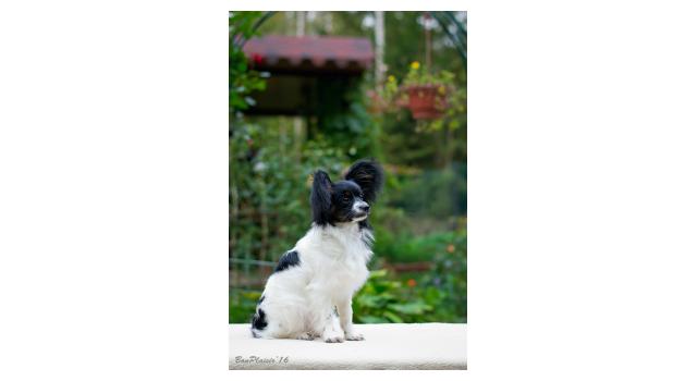 Puppies of papillon in Bon Plaisir Kennel Puppies of papillon in Bon Plaisir Kennel