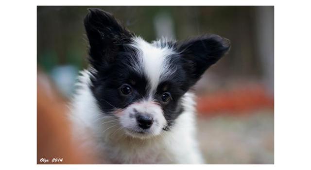 Щенки папийона (папильона) в питомнике Бон Плезир Щенки папийона (папильона) в питомнике Бон Плезир