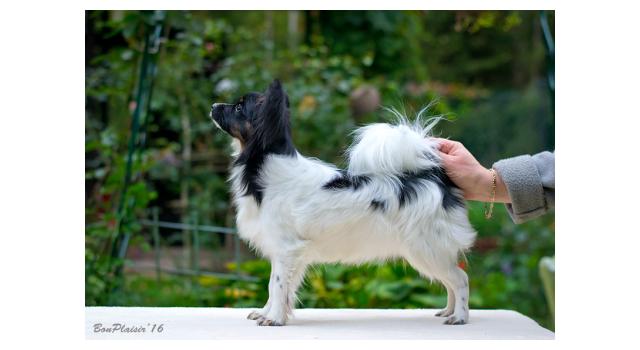 Puppies of papillon in Bon Plaisir Kennel Puppies of papillon in Bon Plaisir Kennel