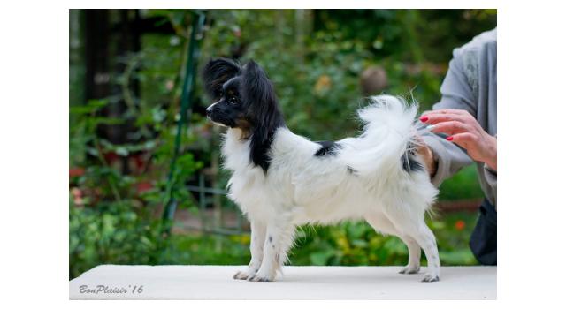Puppies of papillon in Bon Plaisir Kennel Puppies of papillon in Bon Plaisir Kennel