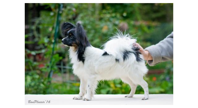 Puppies of papillon in Bon Plaisir Kennel Puppies of papillon in Bon Plaisir Kennel