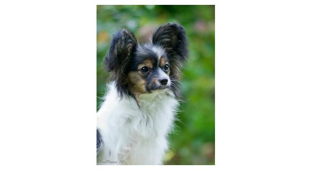 Puppies of papillon in Bon Plaisir Kennel Puppies of papillon in Bon Plaisir Kennel