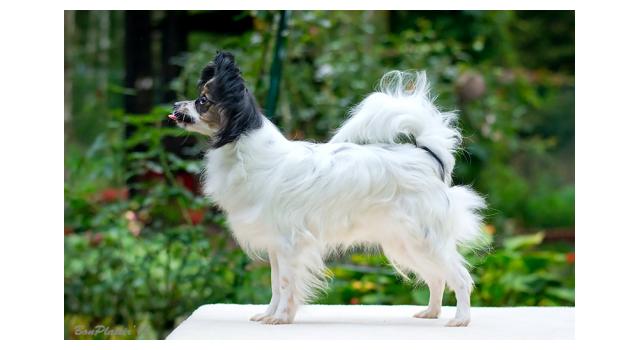 Puppies of papillon in Bon Plaisir Kennel Puppies of papillon in Bon Plaisir Kennel