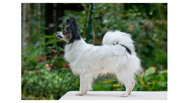 Puppies of papillon in Bon Plaisir Kennel Puppies of papillon in Bon Plaisir Kennel