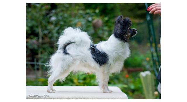 Puppies of papillon in Bon Plaisir Kennel Puppies of papillon in Bon Plaisir Kennel