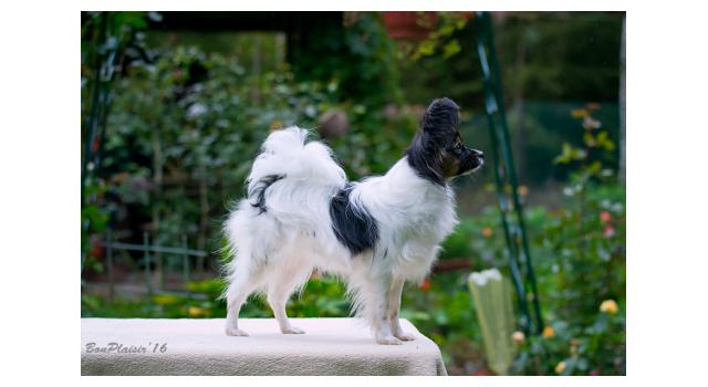 Puppies of papillon in Bon Plaisir Kennel Puppies of papillon in Bon Plaisir Kennel