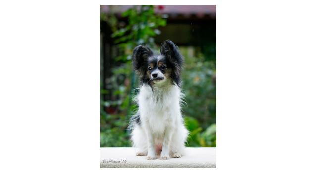 Puppies of papillon in Bon Plaisir Kennel Puppies of papillon in Bon Plaisir Kennel