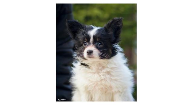 Щенки папийона (папильона) в питомнике Бон Плезир Щенки папийона (папильона) в питомнике Бон Плезир