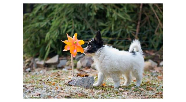 Щенки папийона (папильона) в питомнике Бон Плезир Щенки папийона (папильона) в питомнике Бон Плезир