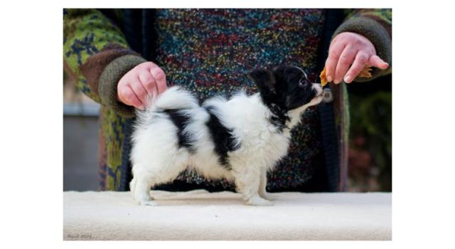 Щенки папийона (папильона) в питомнике Бон Плезир Щенки папийона (папильона) в питомнике Бон Плезир