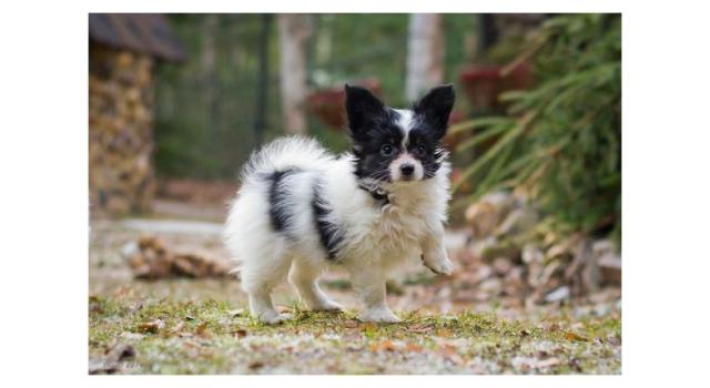 Щенки папийона (папильона) в питомнике Бон Плезир Щенки папийона (папильона) в питомнике Бон Плезир