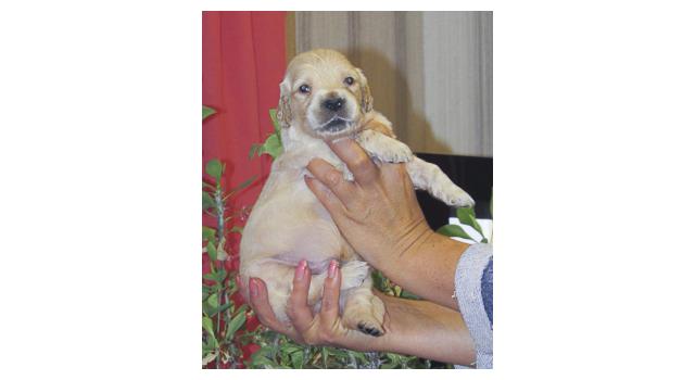 Щенки папийона (папильона) в питомнике Бон Плезир Щенки папийона (папильона) в питомнике Бон Плезир