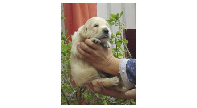 Щенки папийона (папильона) в питомнике Бон Плезир Щенки папийона (папильона) в питомнике Бон Плезир