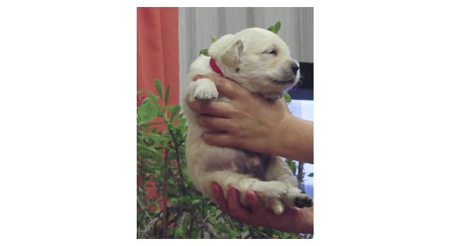 Щенки папийона (папильона) в питомнике Бон Плезир Щенки папийона (папильона) в питомнике Бон Плезир