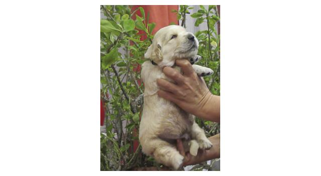 Щенки папийона (папильона) в питомнике Бон Плезир Щенки папийона (папильона) в питомнике Бон Плезир