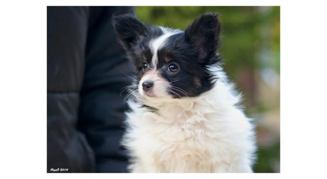 Щенки папийона (папильона) в питомнике Бон Плезир Щенки папийона (папильона) в питомнике Бон Плезир