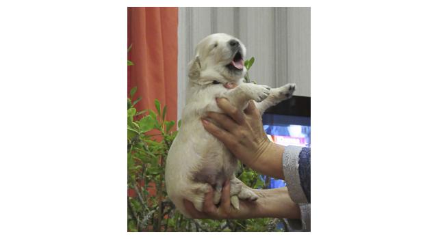 Щенки папийона (папильона) в питомнике Бон Плезир Щенки папийона (папильона) в питомнике Бон Плезир