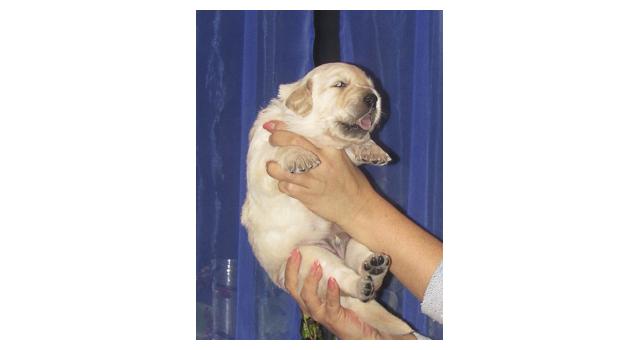 Щенки папийона (папильона) в питомнике Бон Плезир Щенки папийона (папильона) в питомнике Бон Плезир