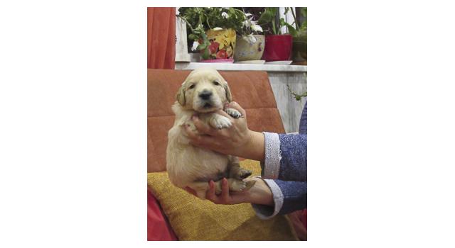 Щенки папийона (папильона) в питомнике Бон Плезир Щенки папийона (папильона) в питомнике Бон Плезир